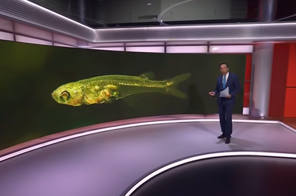 Ste mislili, da so kiti najglasnejši? Ta majhna ribica proizvaja zvok, glasnejši od strela iz pištole (foto: Zaslonska slika/Youtube)