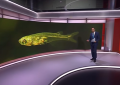 Ste mislili, da so kiti najglasnejši? Ta majhna ribica proizvaja zvok, glasnejši od strela iz pištole