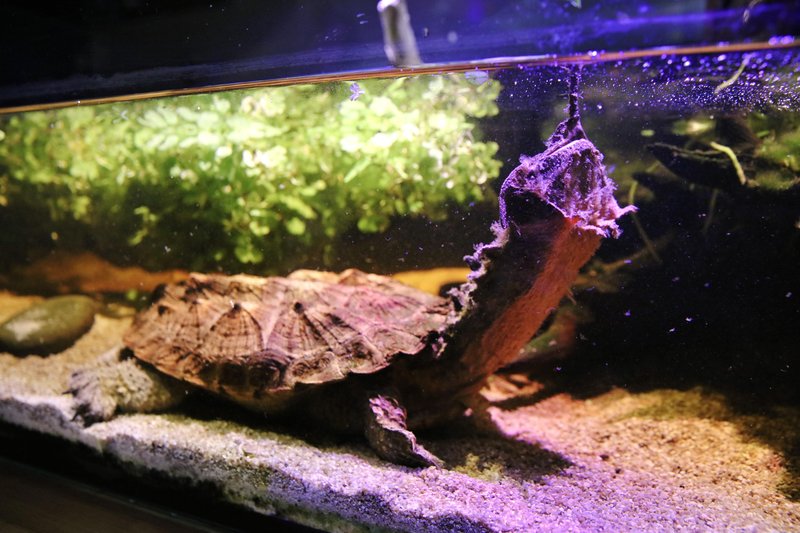 Neotropica Postojna tropsko dozivetje