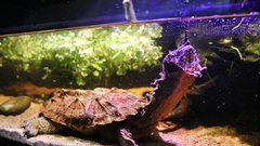 
                                                         Neotropica Postojna tropsko dozivetje
