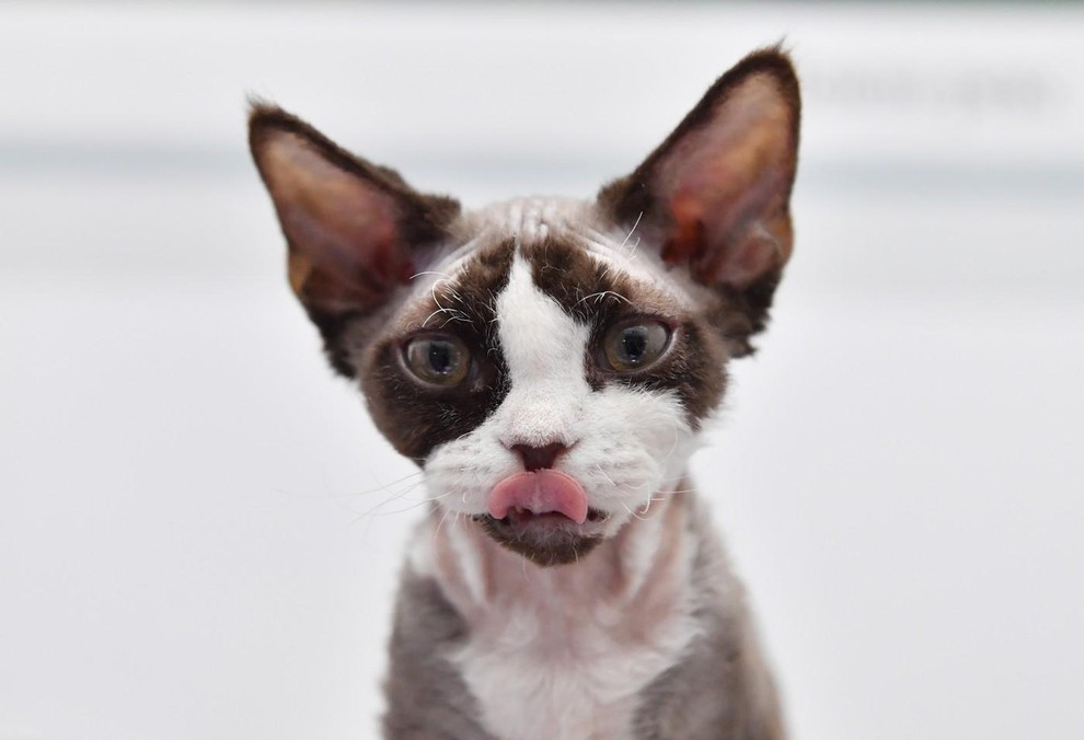 Devon rex Devon rex izstopa zaradi velikih ušes, kratkega gobčka in valovite dlake. Njena postava je vitka, obraz pa nekoliko …