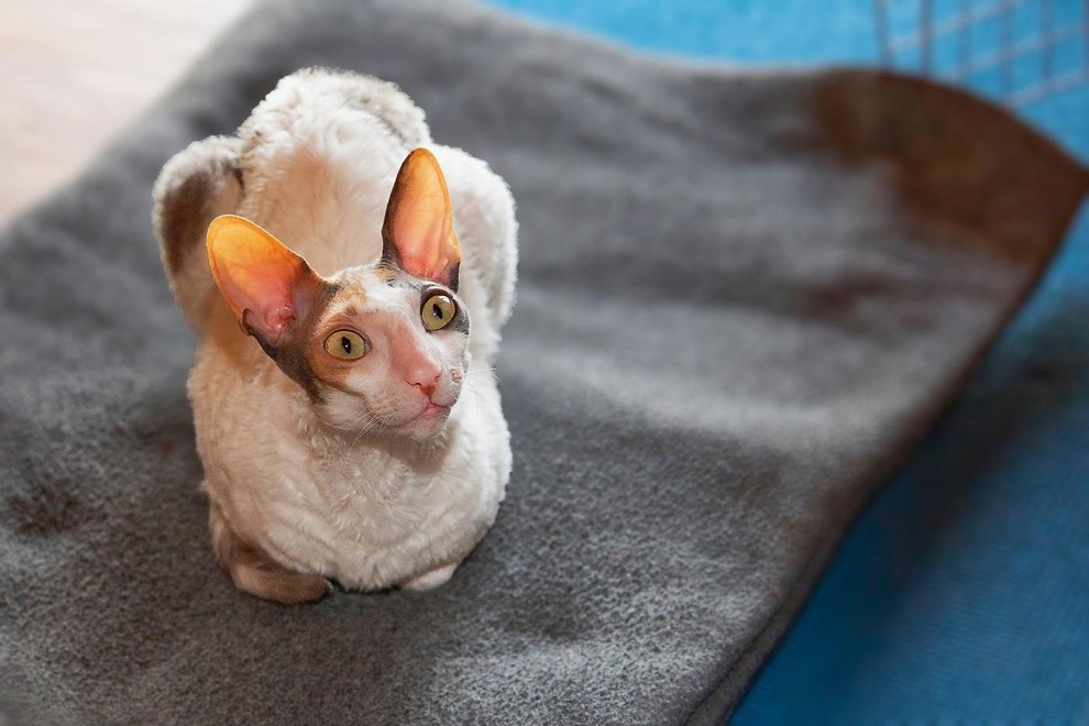 Cornish rex Cornish rex ima kratko, valovito dlako, vitko telo in izrazito velika ušesa. Zaradi teh značilnosti ga nekateri označujejo …