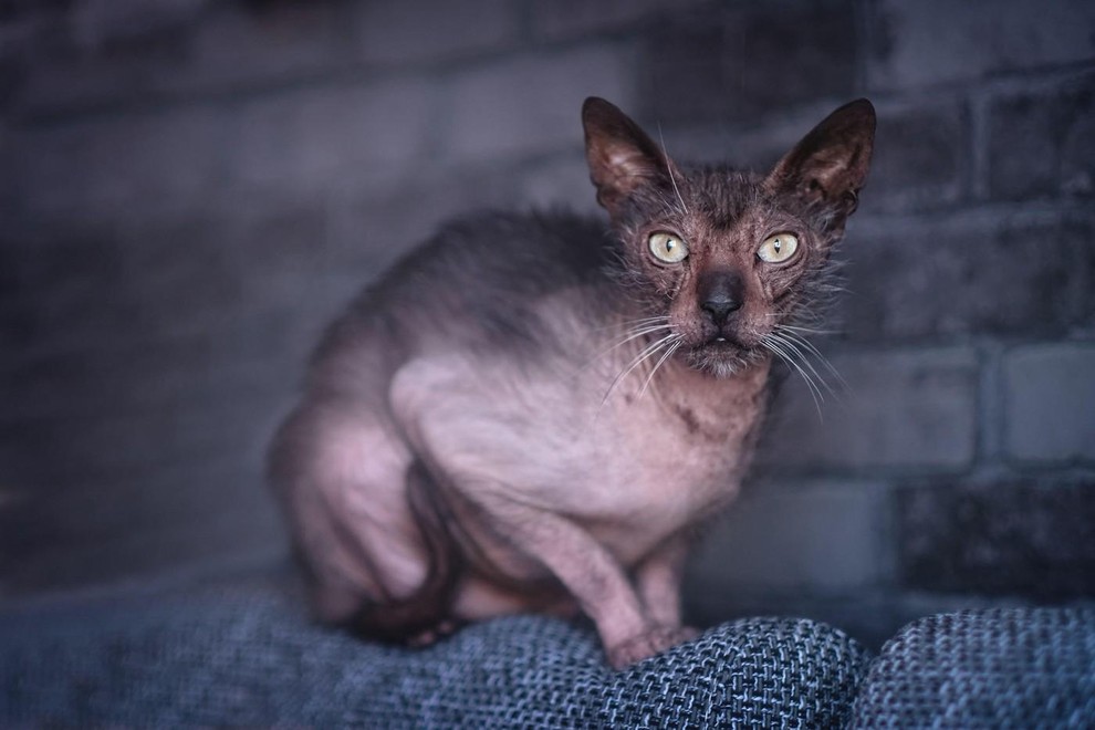 Lykoi Lykoi je ena najnenavadnejših mačjih pasem na svetu. Zaradi redke dlake in značilnega obraza jo pogosto imenujejo kar volčja …