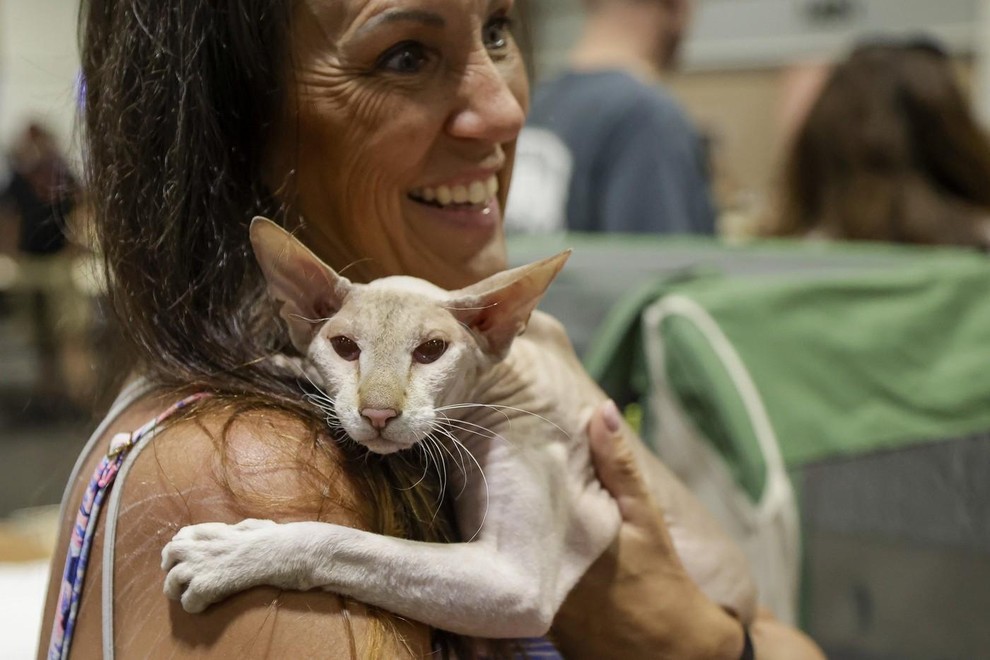Peterbald Peterbald izvira iz Rusije in je znan po svojem skoraj brezdlakem telesu. Dolg vrat, ozka glava, vitka postava in …