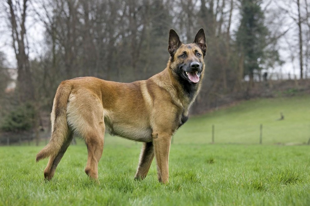 1. Belgijski ovčar Malinois Belgijski ovčar Malinois velja za eno najbolj aktivnih pasem na svetu. Po podatkih ankete kar 63,3 …