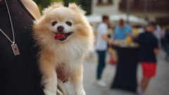 
                                                         (GALERIJA) Utrinki z nepozabne poletne zabave Metropolitan Happy Hour v Švicariji