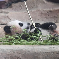 panda Rio