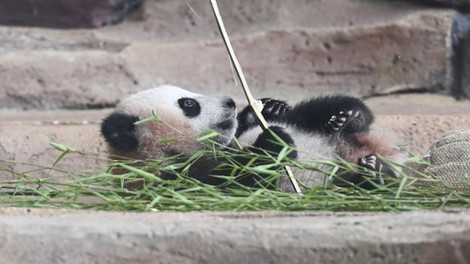 panda Rio