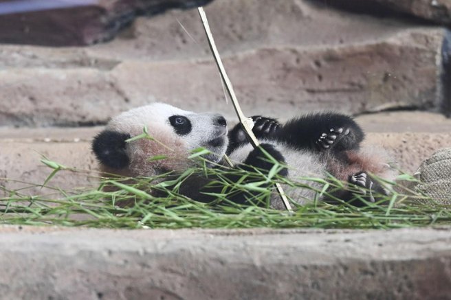 panda Rio