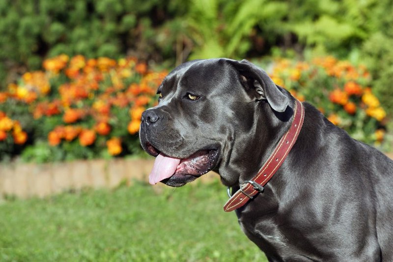 Cane Corso