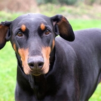 Doberman