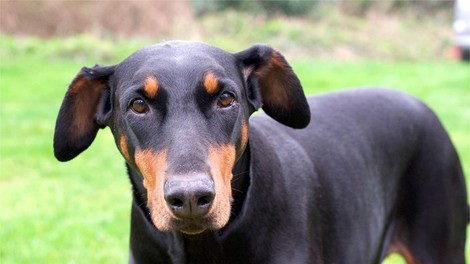 Doberman