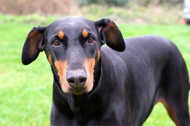 Doberman