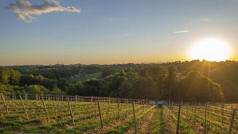 vinogradi slovenija narava skodljivec skropljenje navodilo drzava tezava odlocba inspekcija
