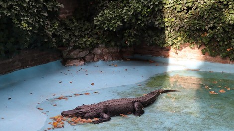 krokodil