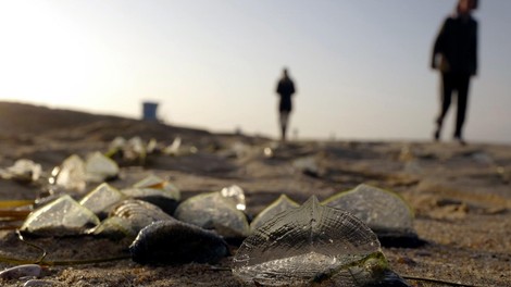 Velella velella