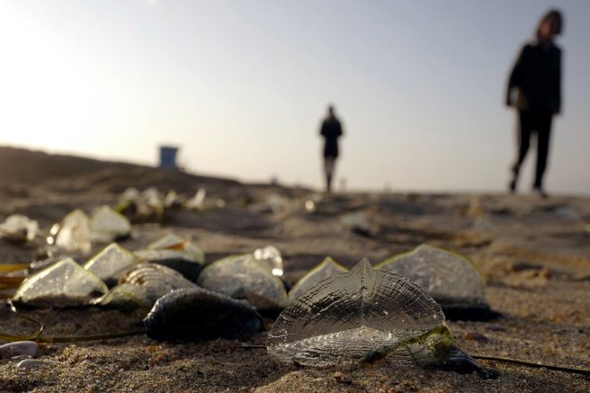 Velella velella