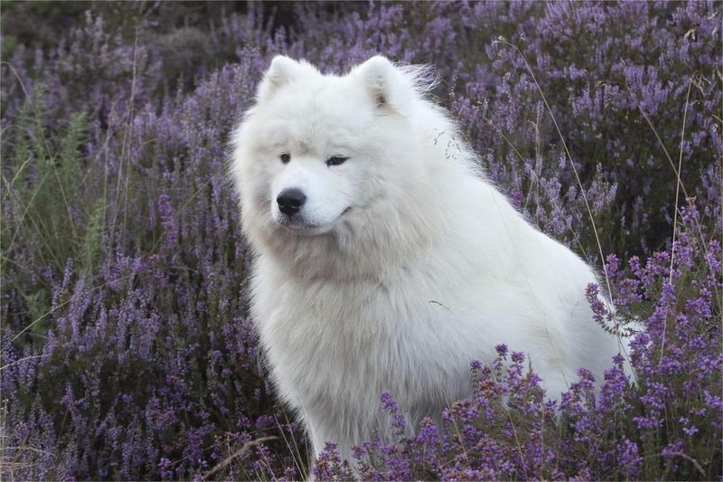 samojed