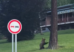 V bližini Grand Hotela posneli medveda: se je zato skrival za drevesom?!