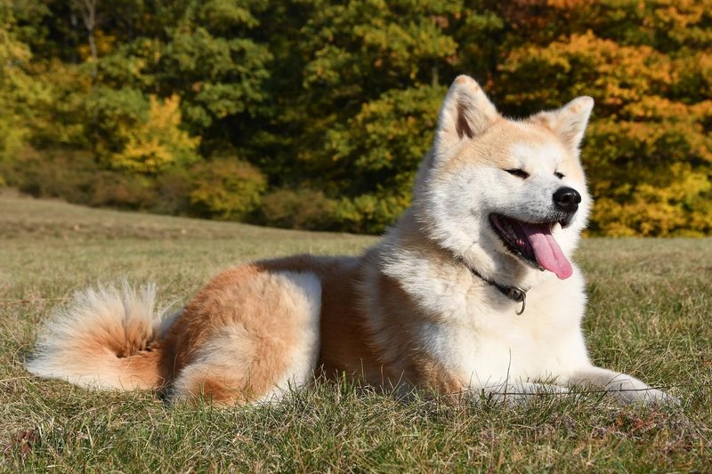 akita pes