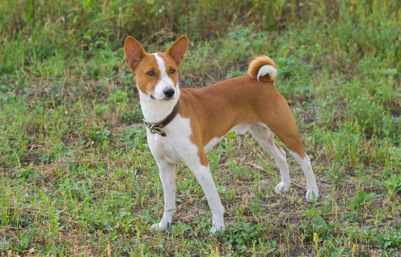 Basenji pes
