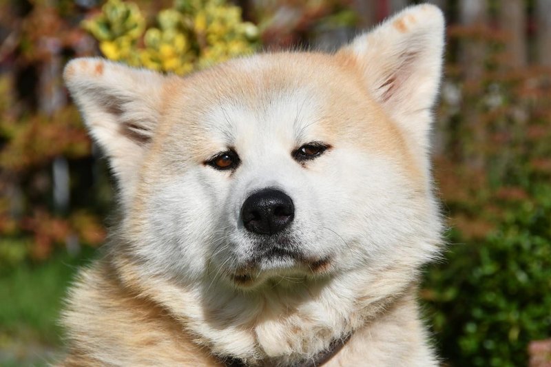 akita