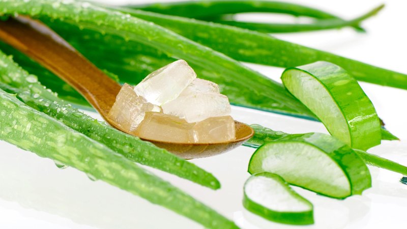 aloe vera