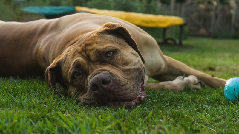 Boerboel pes