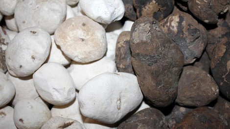 krompir peru zgodba zgodovina arheologija 500 let inki ostanki preteklost juzna amerika