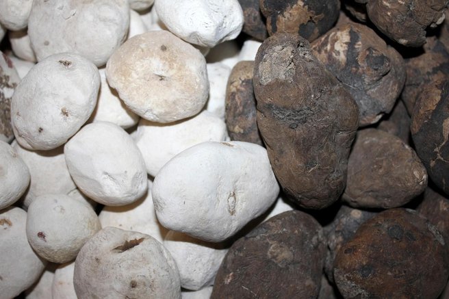 krompir peru zgodba zgodovina arheologija 500 let inki ostanki preteklost juzna amerika