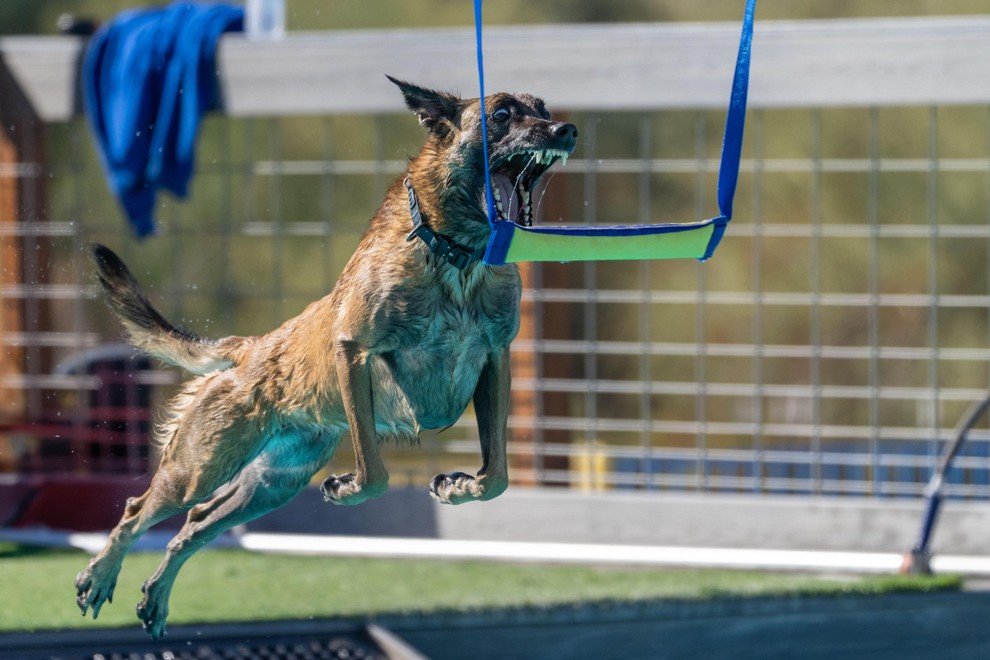 BELGIJSKI OVČAR MALINOS Najboljši rezultat je v testiranjih dosegel belgijski ovčar malinois, ki je zbral kar 35 od možnih 39 …