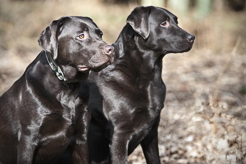 labradorec