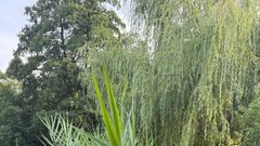 
                                                         Botanicni vrt Ljubljana