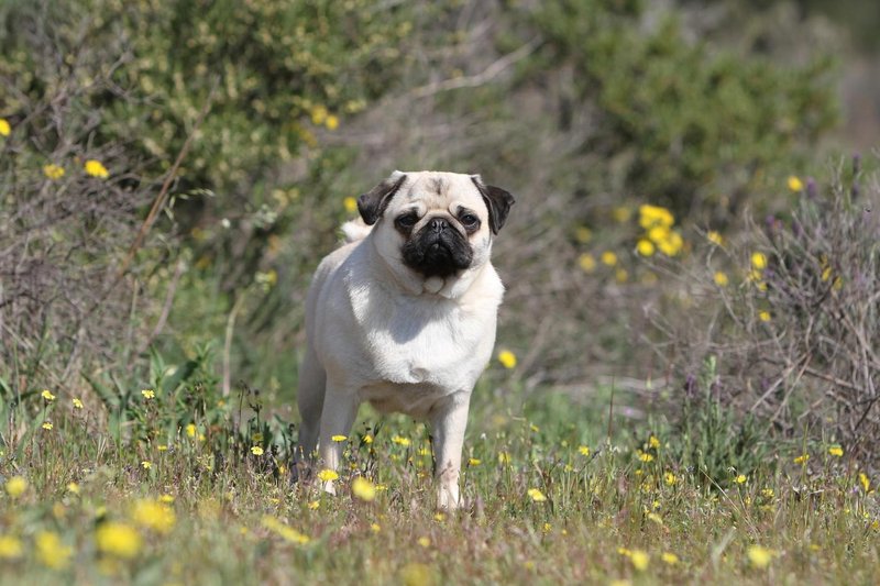 mops pes žival