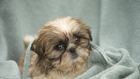 Shih-tzu