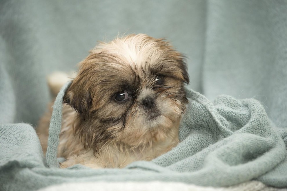 SHIH-TZU Za pripadnike te pasme sta značilna okrogel obraz in gosta dlaka, zaradi česar je pogosto težko oceniti njihovo starost. …