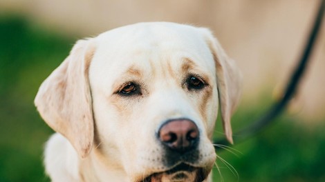 labradorec pes