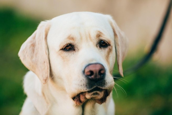 labradorec pes