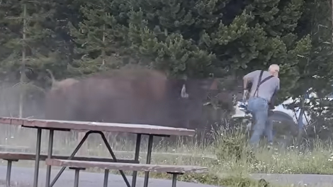 Kamere ujele grozljiv incident: ponoreli bizon drvel proti prestrašenemu turistu, ki mu ni uspelo pobegniti (VIDEO)
