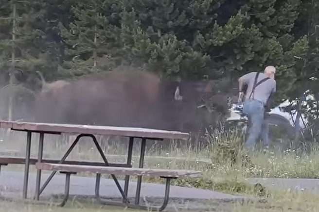 Kamere ujele grozljiv incident: ponoreli bizon drvel proti prestrašenemu turistu, ki mu ni uspelo pobegniti (VIDEO)