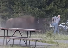 Kamere ujele grozljiv incident: ponoreli bizon drvel proti prestrašenemu turistu, ki mu ni uspelo pobegniti (VIDEO)