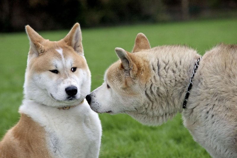 Akita inu