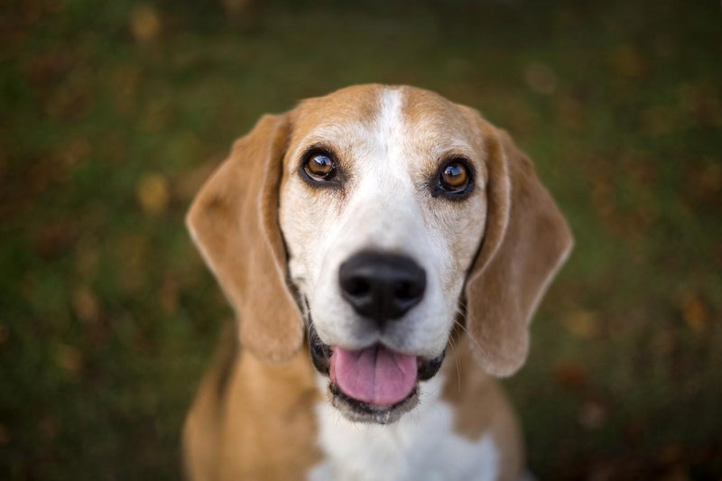 beagle