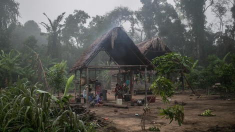 tsimane