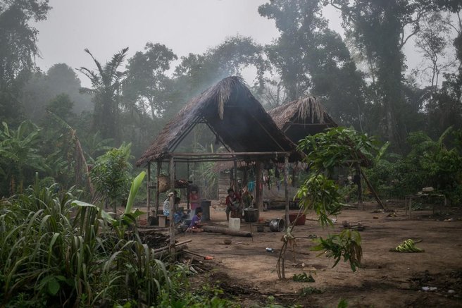 tsimane