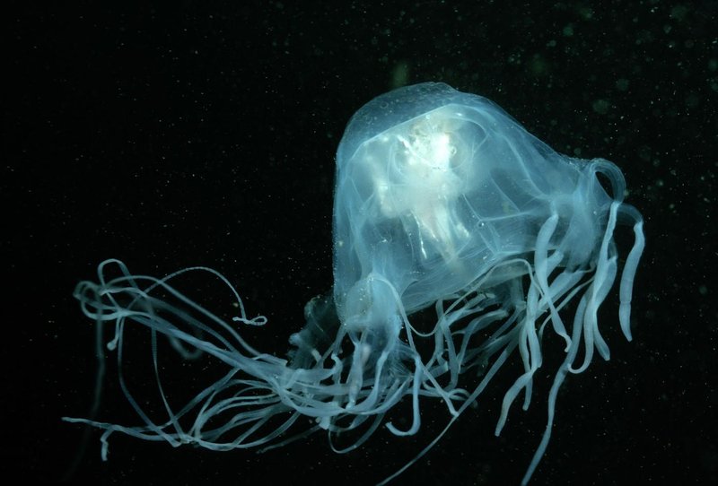 morska osa