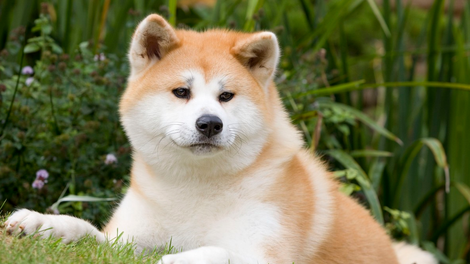 Akita Inu