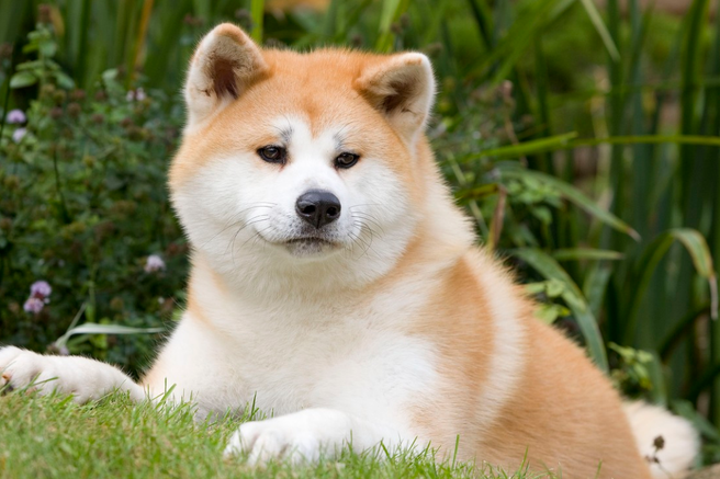 Akita Inu