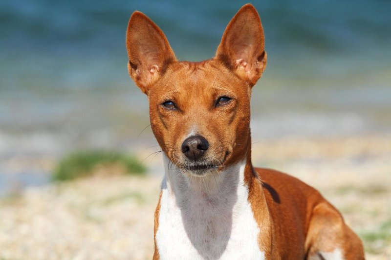 basenji pes živali