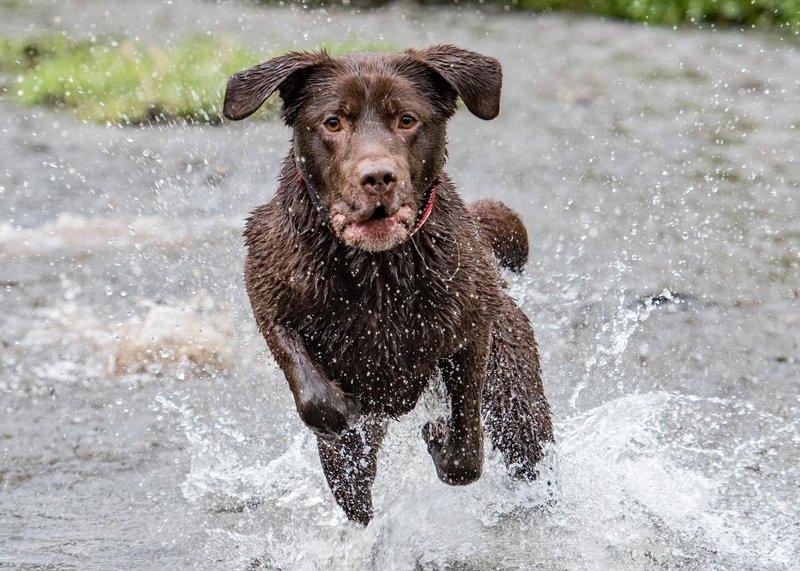 pes labradorec